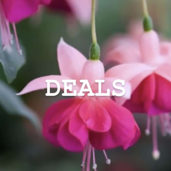 DEALS